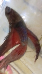 Betta splendens