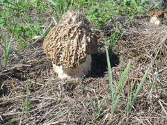 Morchella steppicola