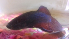 Betta splendens