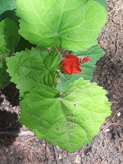 Malvaviscus arboreus