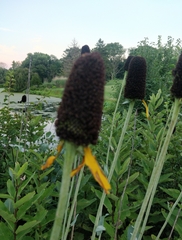 Rudbeckia maxima