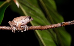 Raorchestes sanctisilvaticus