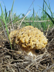Morchella steppicola