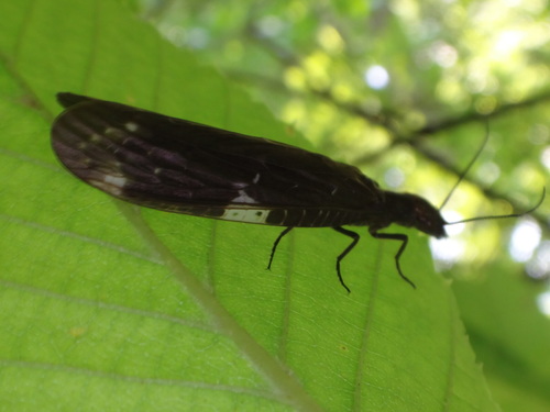 Saw-combed Fishfly photo 6