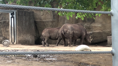 Rhinocerotidae