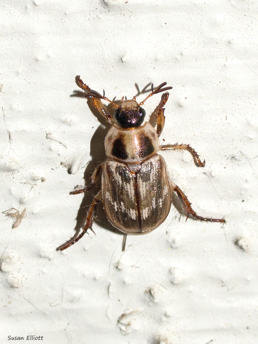Oriental Beetle, photo 7 of 8