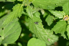 Dendryphantes mordax