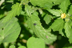 Dendryphantes mordax