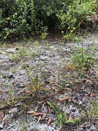 Cyperus retrorsus image
