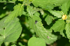 Dendryphantes mordax