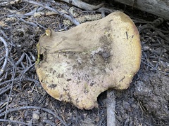 Butyriboletus abieticola