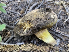 Butyriboletus abieticola