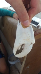 Eucarida