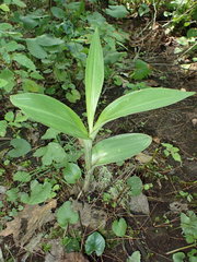 Platanthera grandiflora