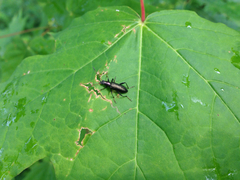 Arthromacra aenea
