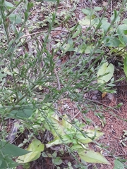 Magnoliopsida