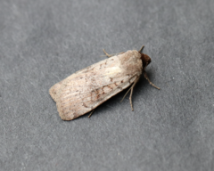 Protolampra rufipectus