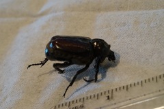 Osmoderma subplanata