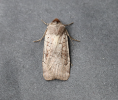Protolampra rufipectus