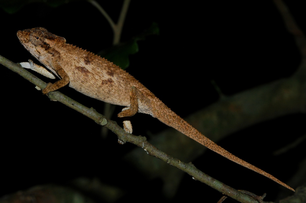 Kentani Dwarf Chameleon