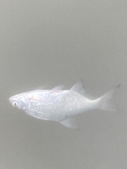Blicca bjoerkna