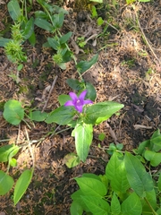 Campanula glomerata