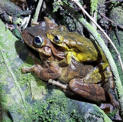 Anura