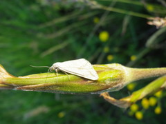 Loxostege deliblatica