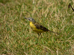 Motacilla flava flava