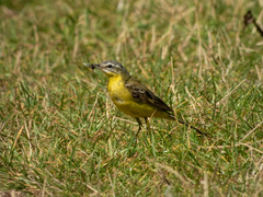 Motacilla flava flava