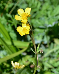 Ranunculus orthorhynchus platyphyllus