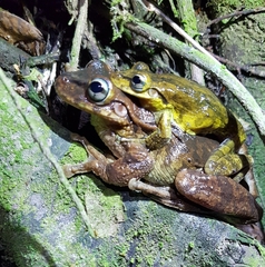 Anura