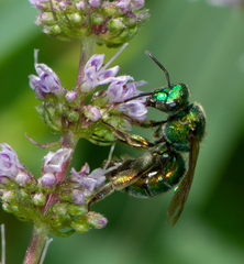 Augochloropsis viridula