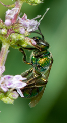 Augochloropsis viridula