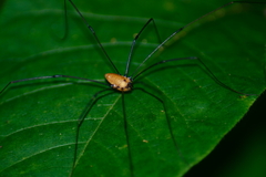 Leiobunum nigropalpi