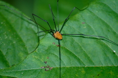Leiobunum nigropalpi