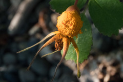 Phragmidium mucronatum