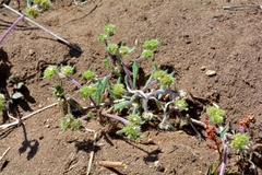 Chorizanthe cuspidata