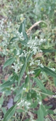 Chenopodium album