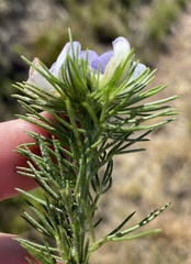 Psoralea speciosa