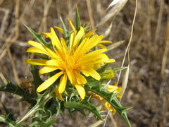 Scolymus