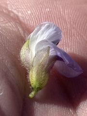Psoralea speciosa
