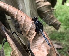 Erythemis attala