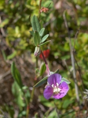 Clarkia davyi