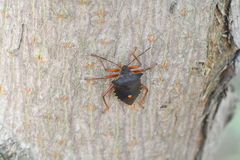 Pentatoma rufipes
