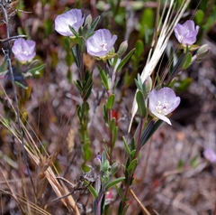 Clarkia davyi