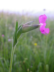 Silene subconica