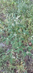 Chenopodium album