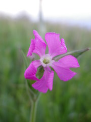 Silene subconica