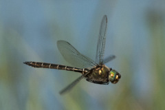 Somatochlora albicincta